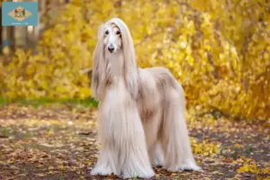 Read more about the article Afghan Hound breeders and puppies in Delaware