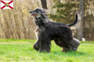 Read more about the article Afghan Hound breeders and puppies in Florida