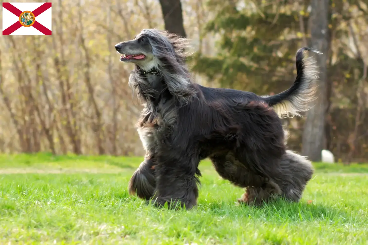 Read more about the article Afghan Hound breeders and puppies in Florida