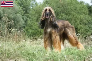 Read more about the article Afghan Hound breeders and puppies in Hawaii