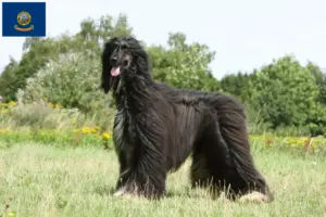 Read more about the article Afghan Hound breeders and puppies in Idaho