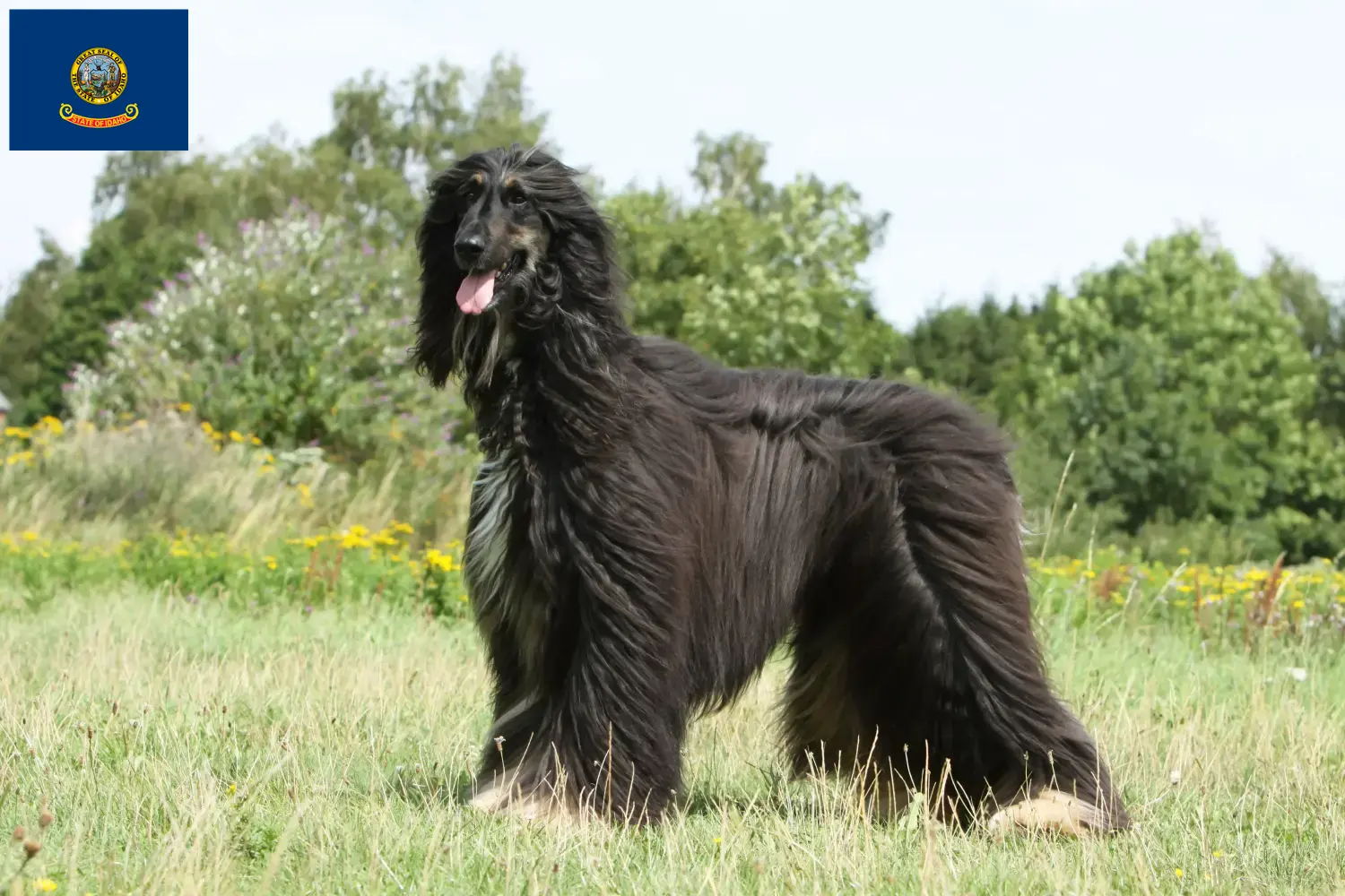 Afghan Hound puppies and breeders Idaho Find Afghan Hound breeders in Idaho.