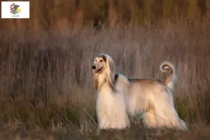 Read more about the article Afghan Hound breeders and puppies in Illinois