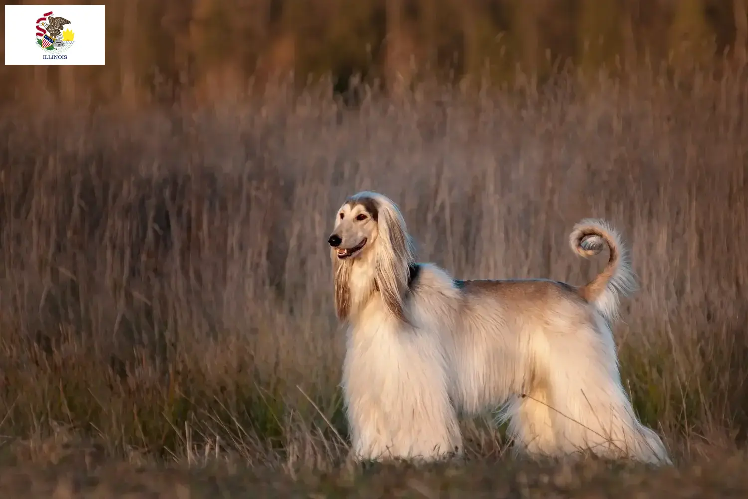 Afghan Hound puppies and breeders Illinois Find Afghan Hound breeders in Illinois here.