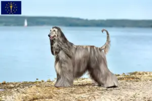 Read more about the article Afghan Hound breeders and puppies in Indiana