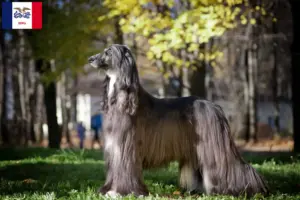 Read more about the article Afghan Hound breeders and puppies in Iowa