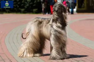 Read more about the article Afghan Hound breeders and puppies in Kansas
