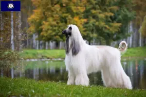 Read more about the article Afghan Hound breeders and puppies in Kentucky