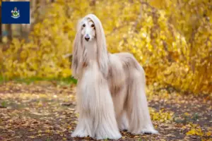 Read more about the article Afghan Hound breeders and puppies in Maine