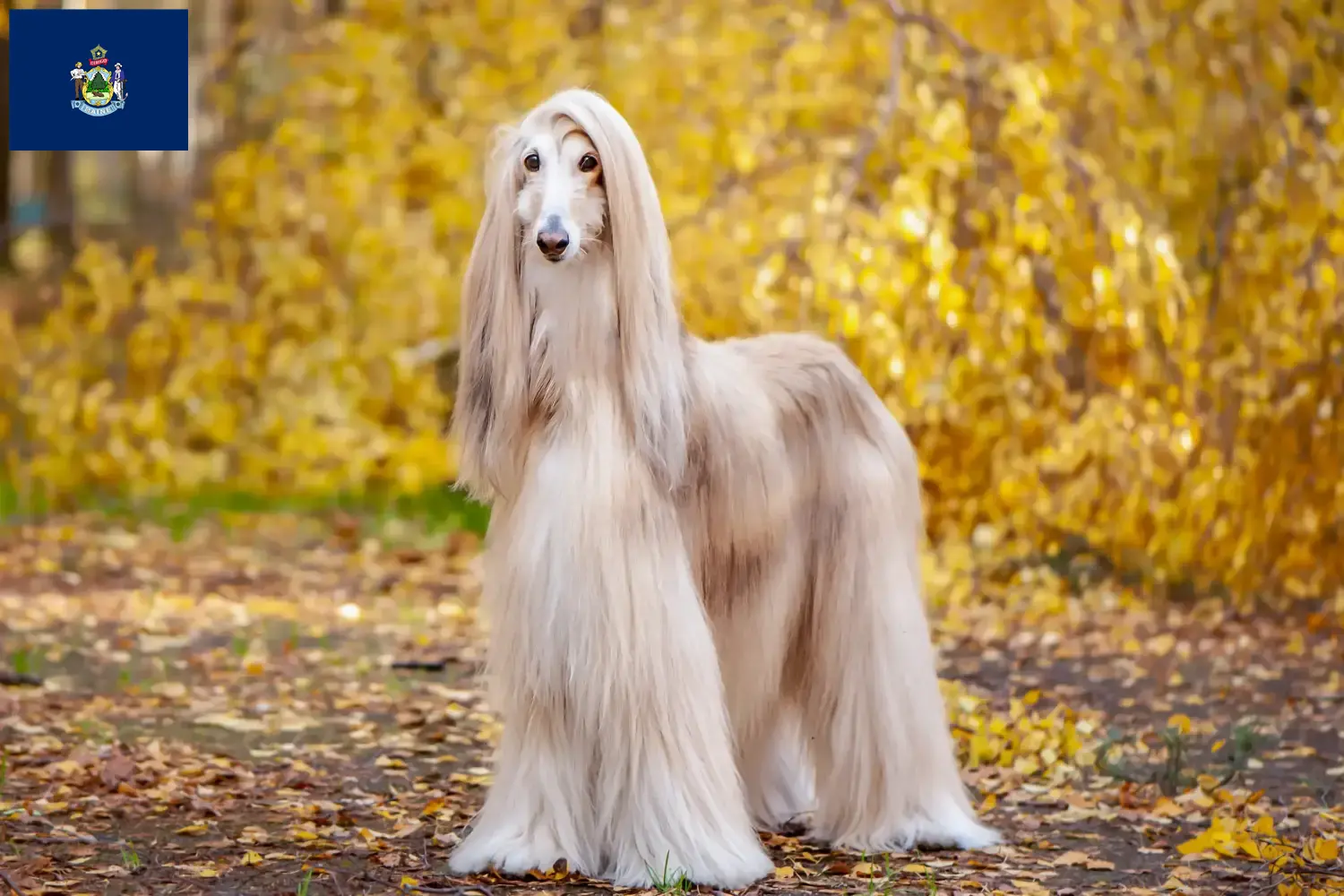 Read more about the article Afghan Hound breeders and puppies in Maine