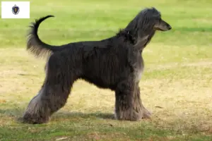Read more about the article Afghan Hound breeders and puppies in Massachusetts