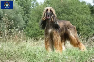 Read more about the article Afghan Hound breeders and puppies in Michigan