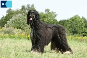 Read more about the article Afghan Hound breeders and puppies in Minnesota