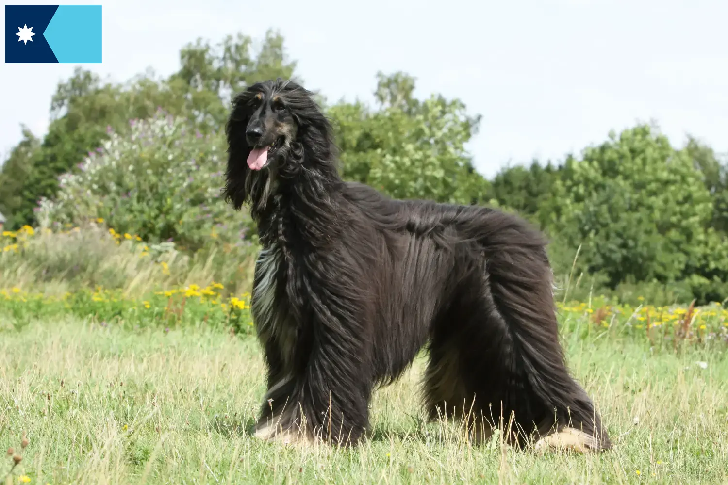 Read more about the article Afghan Hound breeders and puppies in Minnesota