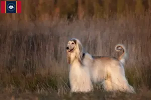 Read more about the article Afghan Hound breeders and puppies in Mississippi