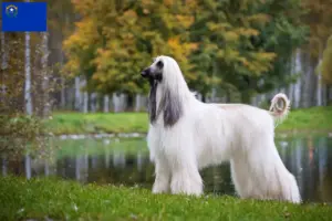Read more about the article Afghan Hound breeders and puppies in Nevada