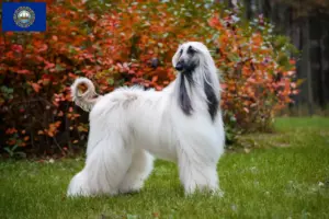 Read more about the article Afghan Hound breeders and puppies in New Hampshire