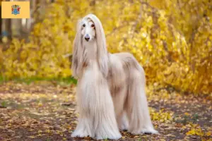 Read more about the article Afghan Hound Breeder and Puppies in New Jersey