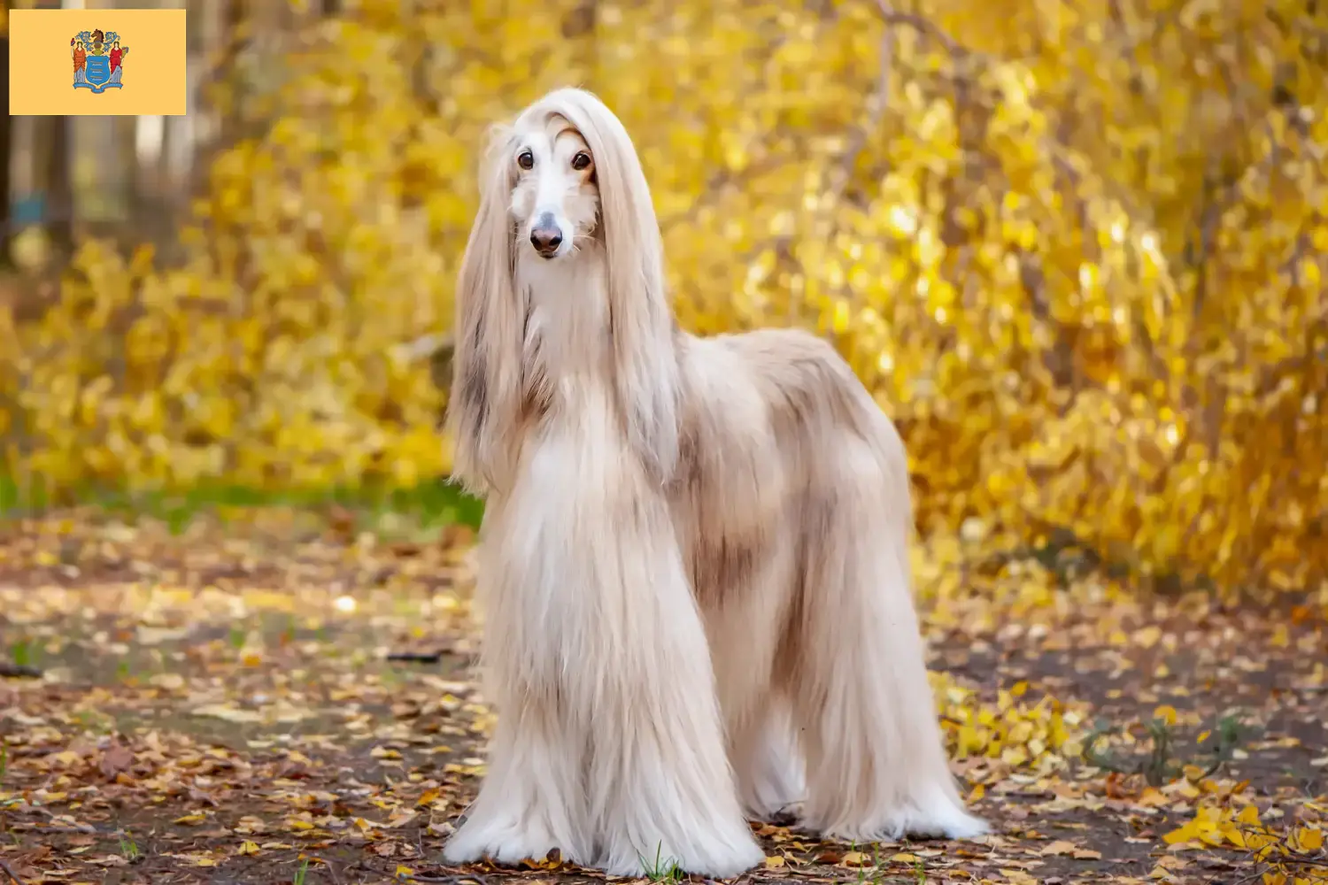 Afghan Hound puppies and breeders New Jersey Find Afghan Hound breeders in New Jersey here.