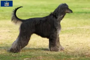 Read more about the article Afghan Hound breeder and puppies in New York