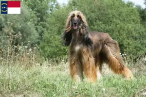 Read more about the article Afghan Hound breeders and puppies in North Carolina