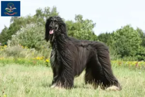 Read more about the article Afghan Hound breeders and puppies in North Dakota