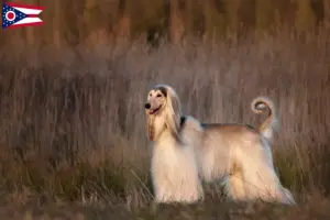 Read more about the article Afghan Hound breeders and puppies in Ohio