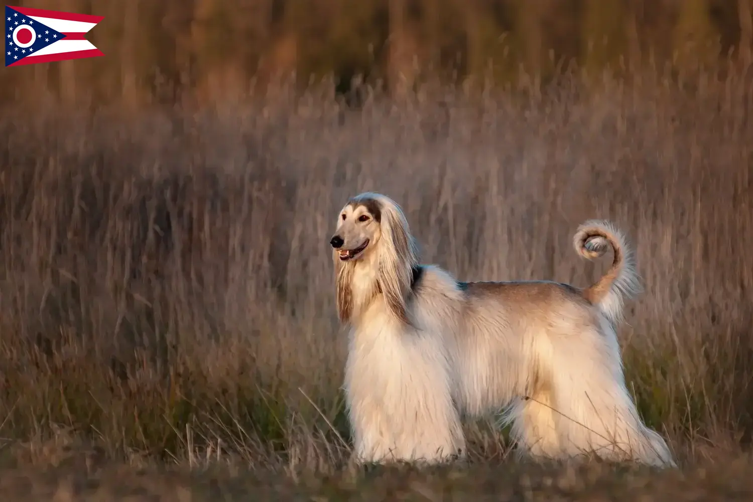 Afghan Hound puppies and breeders Ohio Find Afghan Hound breeders in Ohio here.