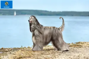 Read more about the article Afghan Hound breeders and puppies in Oklahoma