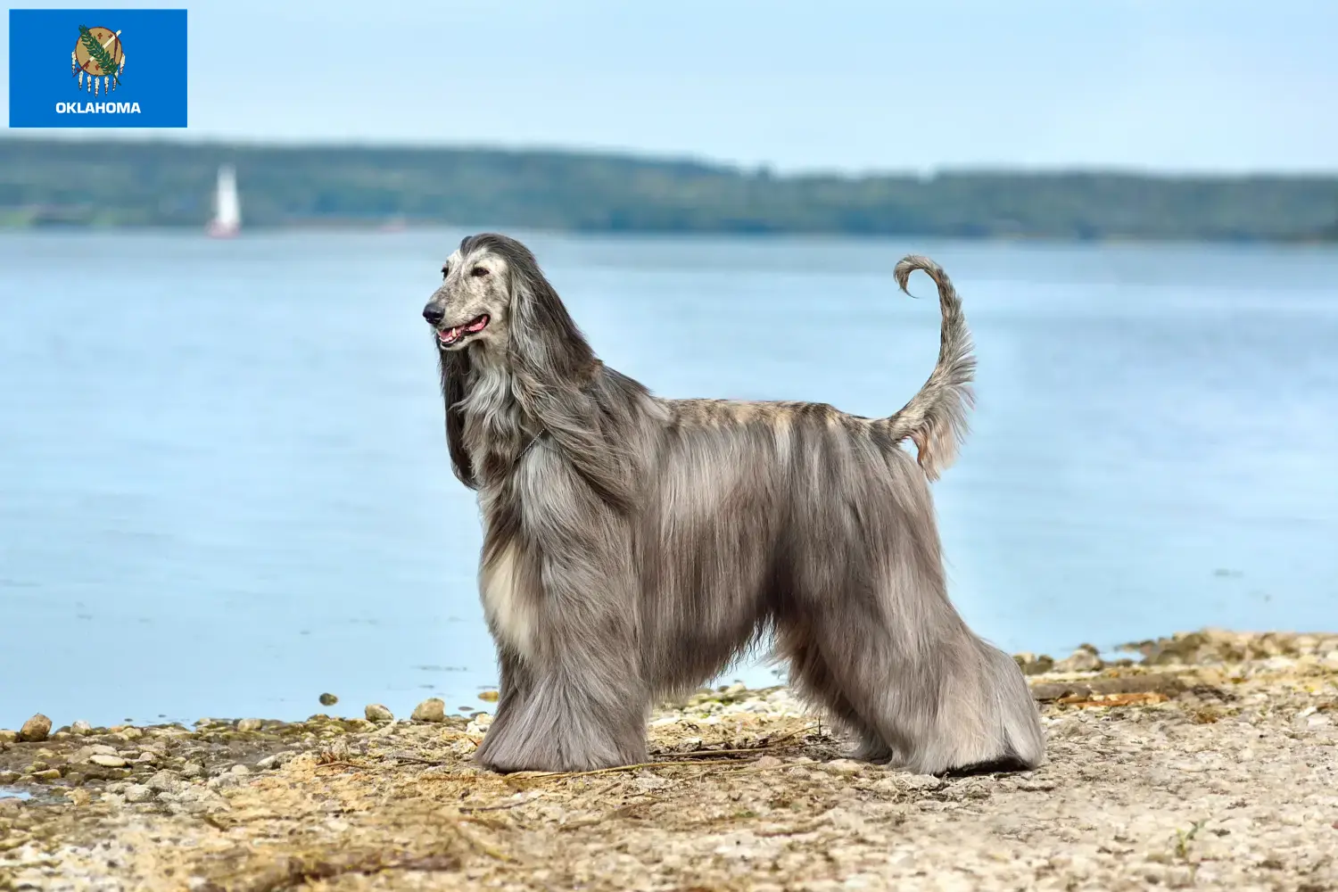 Afghan Hound puppies and breeders Oklahoma Find Afghan Hound breeders in Oklahoma.