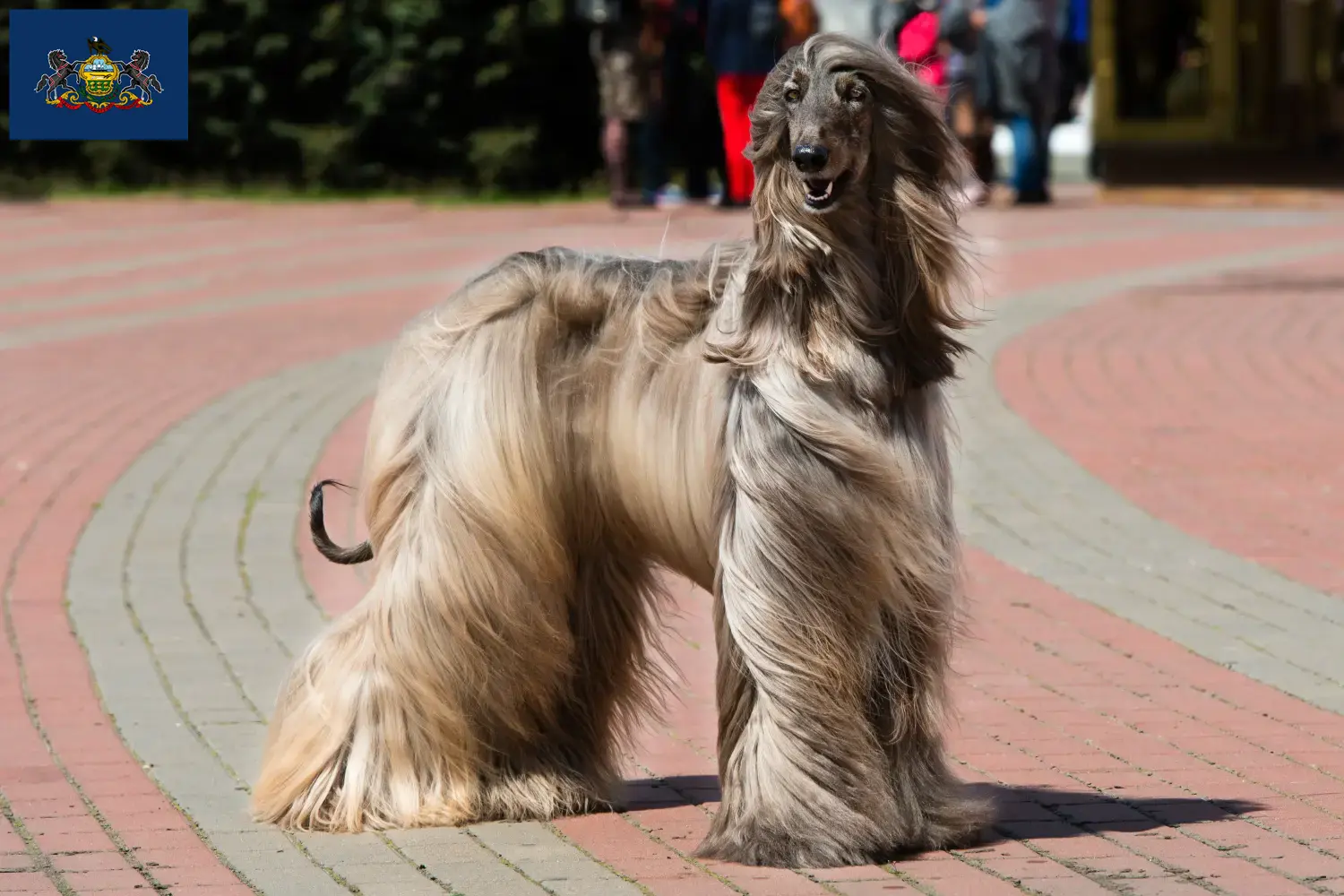 Afghan Hound puppies and breeders Pennsylvania Find Afghan Hound breeders in Pennsylvania here.