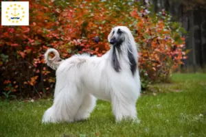 Read more about the article Afghan Hound breeders and puppies in Rhode Island