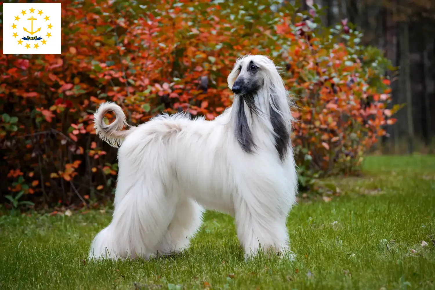 Afghan Hound puppies and breeders Rhode Island Find Afghan Hound breeders in Rhode Island here.