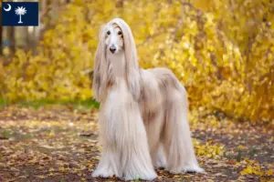Read more about the article Afghan Hound breeders and puppies in South Carolina