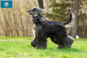 Read more about the article Afghan Hound breeders and puppies in South Dakota
