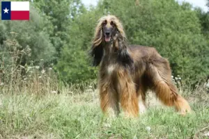 Read more about the article Afghan Hound breeders and puppies in Texas