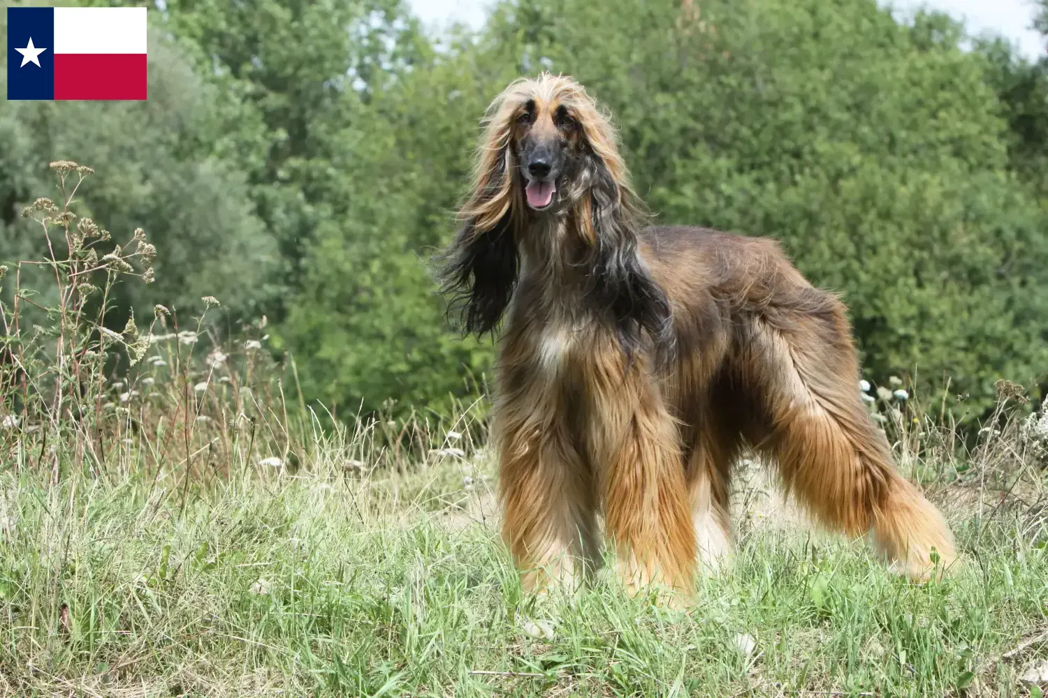 Afghan Hound puppies and breeders Texas Find Afghan Hound breeders in Texas here.