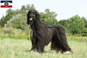 Read more about the article Afghan Hound breeders and puppies in Utah