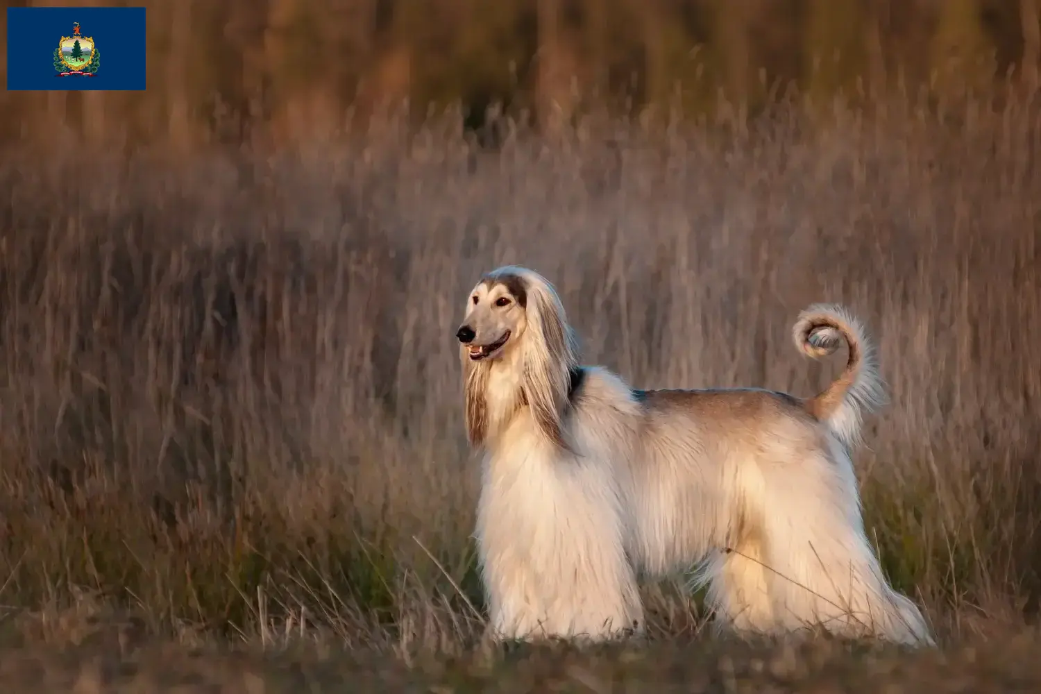 Afghan Hound puppies and breeders Vermont Find Afghan Hound breeders in Vermont here.