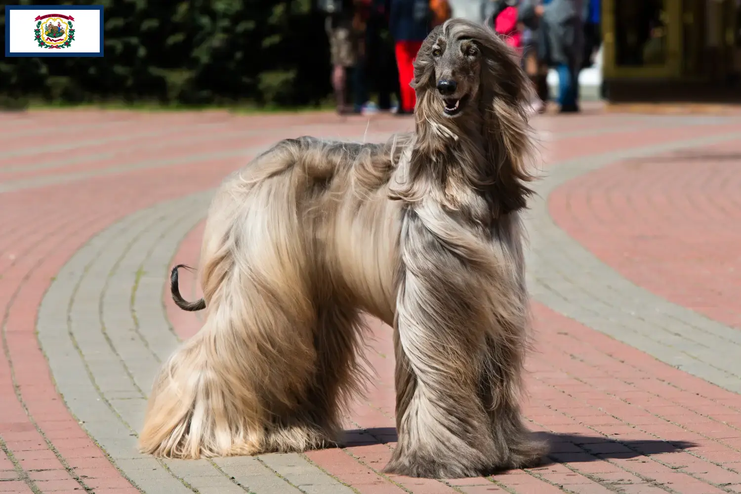 Afghan Hound puppies and breeders West Virginia Find Afghan Hound breeders in West Virginia.