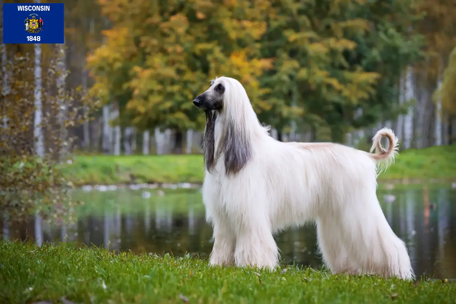 Afghan Hound puppies and breeders Wisconsin Find Afghan Hound breeders in Wisconsin.
