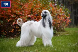 Read more about the article Afghan Hound breeders and puppies in Wyoming
