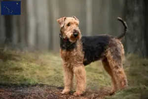Read more about the article Airedale Terrier breeders and puppies in Alaska