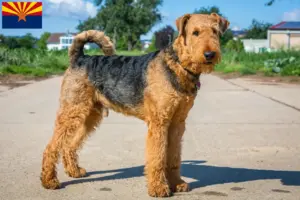 Read more about the article Airedale Terrier breeders and puppies in Arizona