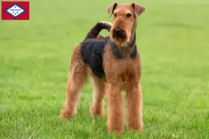 Read more about the article Airedale Terrier breeders and puppies in Arkansas