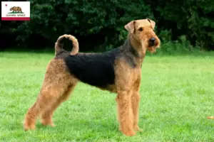 Read more about the article Airedale Terrier breeders and puppies in California