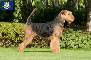 Read more about the article Airedale Terrier breeders and puppies in Connecticut