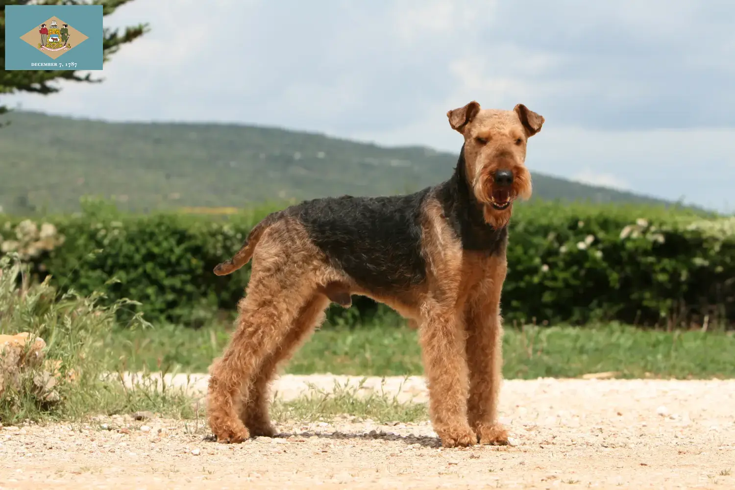 Airedale Terrier puppies and breeders Delaware Find Airedale Terrier breeders in Delaware.