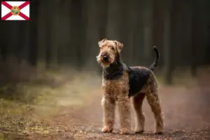 Read more about the article Airedale Terrier breeders and puppies in Florida