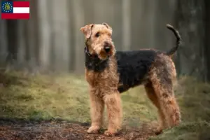 Read more about the article Airedale Terrier breeders and puppies in Georgia